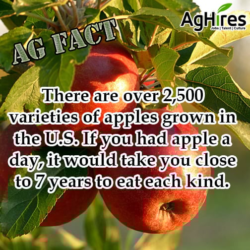 Over 2,500 Varieties of Apples are Grown in the U.S.
